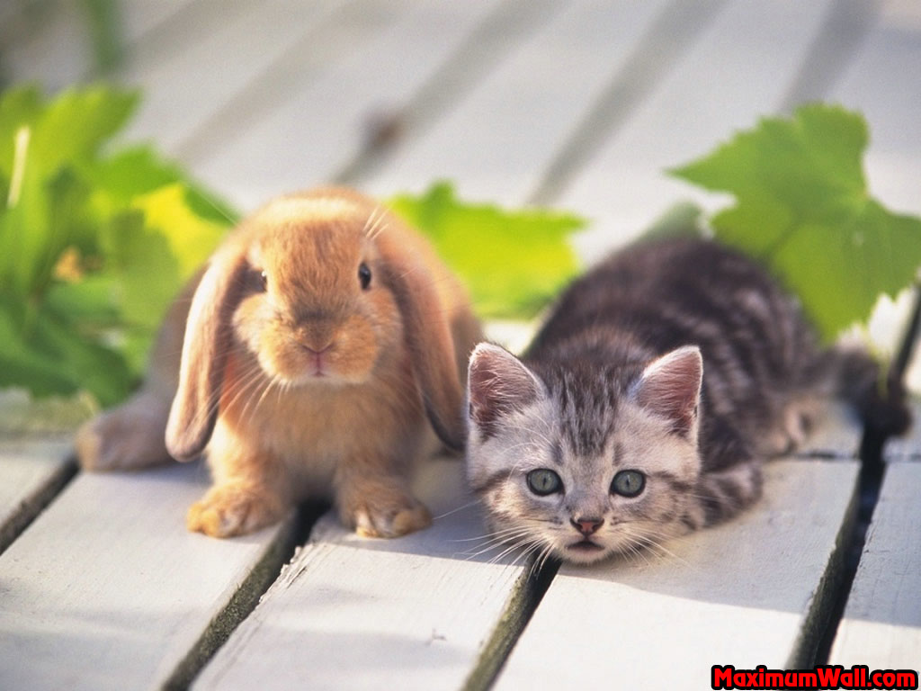 Chaton et lapin